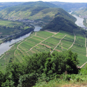 Beautiful area of the Moselle river showing vineyards