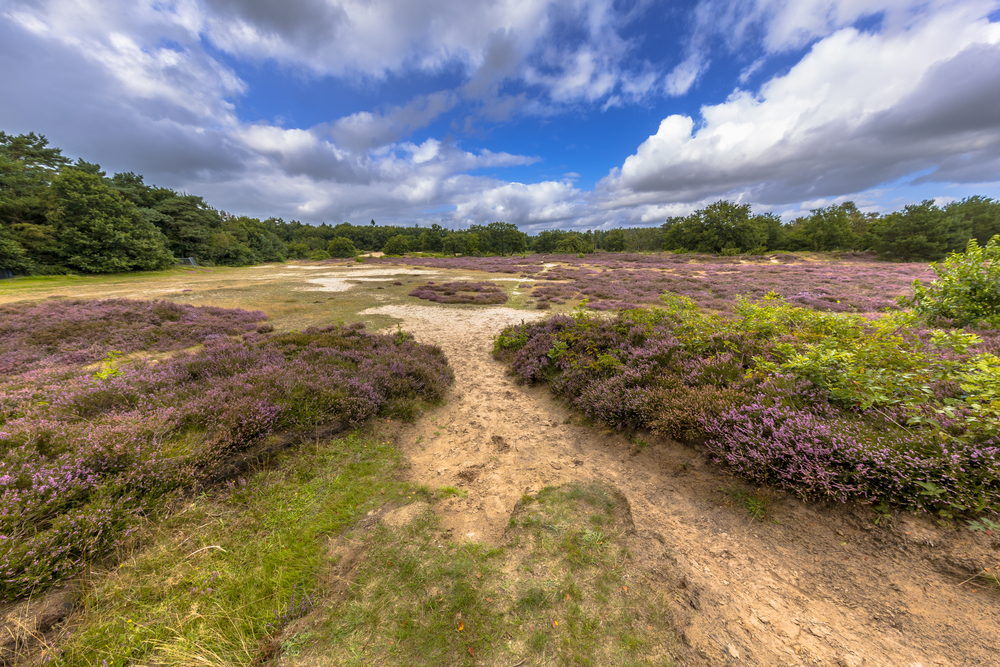 Ultra,Wide,Angle,Shot,Of,Nature,Reserve,Near,Schipborg,In