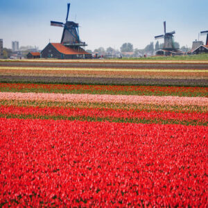 tulip-fields (1)